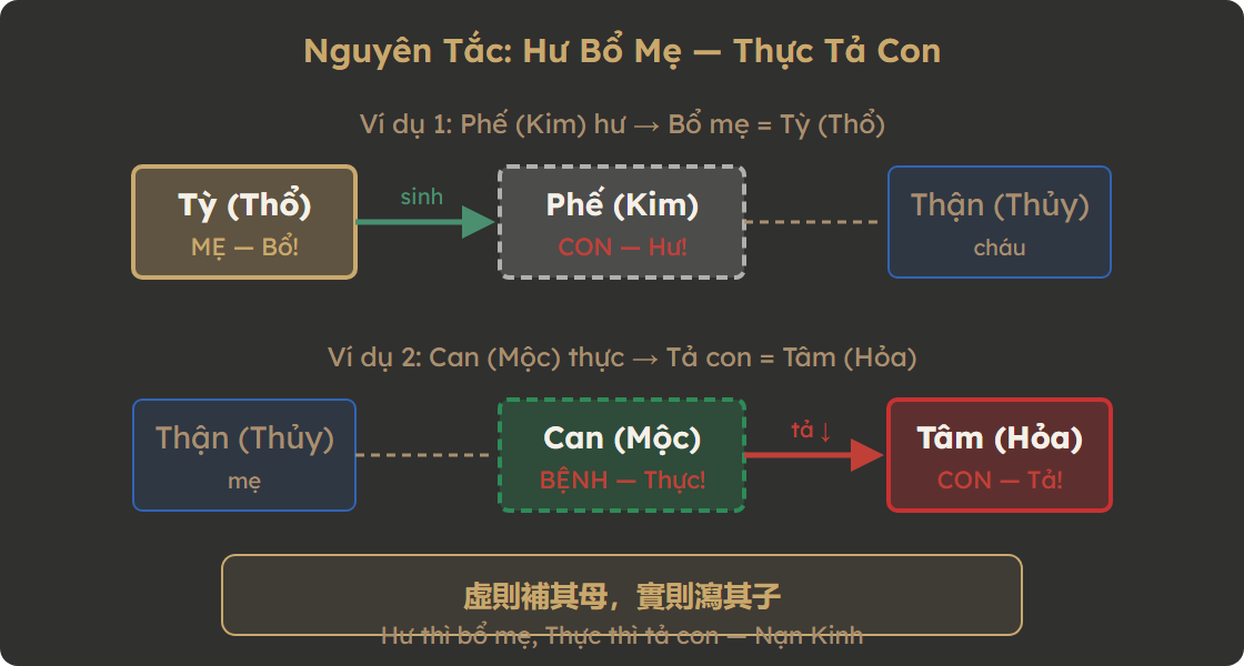Sơ đồ nguyên tắc Hư Bổ Mẹ Thực Tả Con trong Đông y