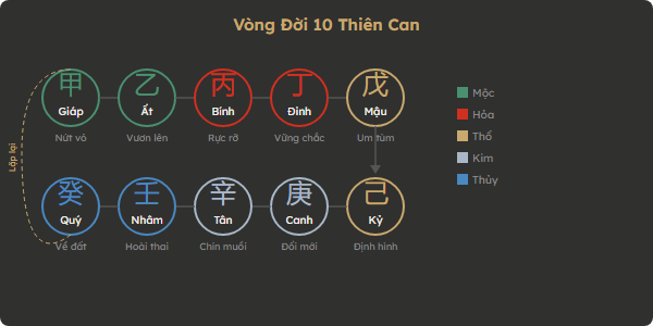 Sơ đồ vòng đời 10 Thiên Can — từ hạt nảy mầm đến quả chín