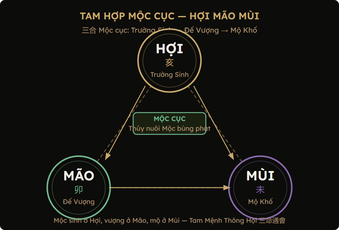 Sơ đồ Tam Hợp Hợi Mão Mùi — Mộc cục trong 12 Địa Chi