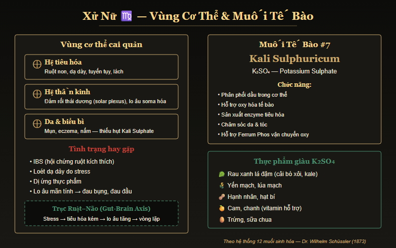 Biểu đồ vùng cơ thể Cung Xử Nữ cai quản — hệ tiêu hóa, ruột non, thần kinh