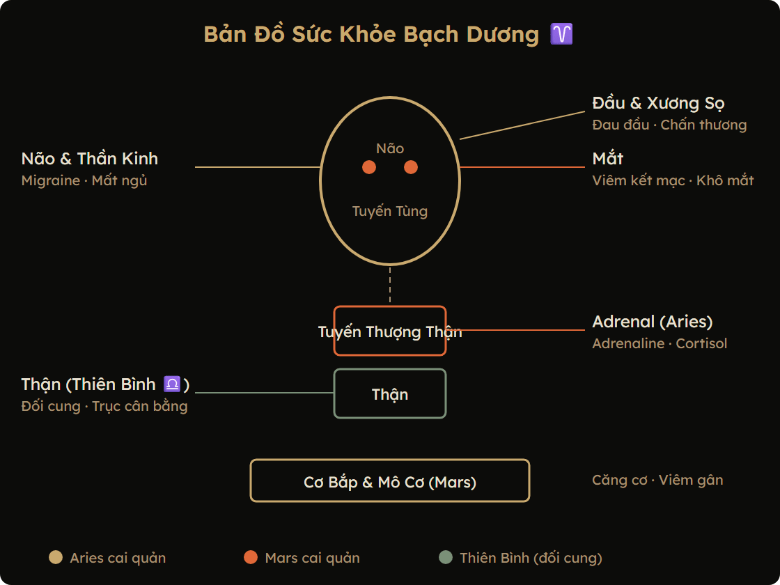 Bản đồ sức khỏe Bạch Dương — các vùng cơ thể Aries cai quản