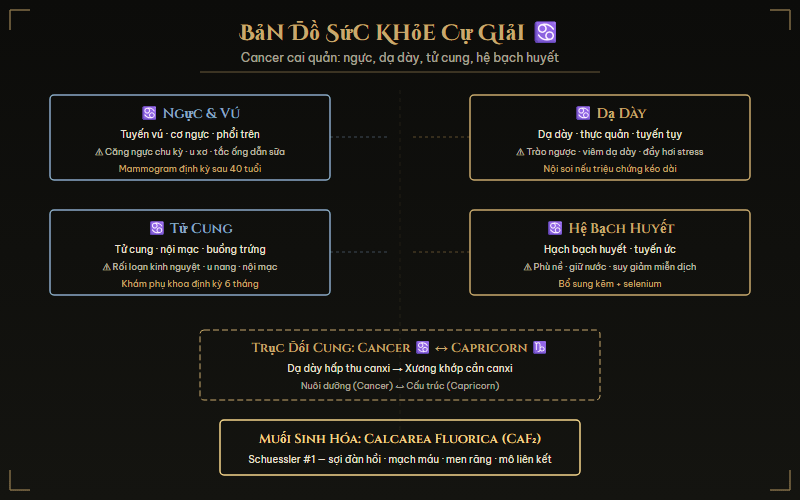 Bản đồ vùng cơ thể cung Cự Giải cai quản theo y học chiêm tinh
