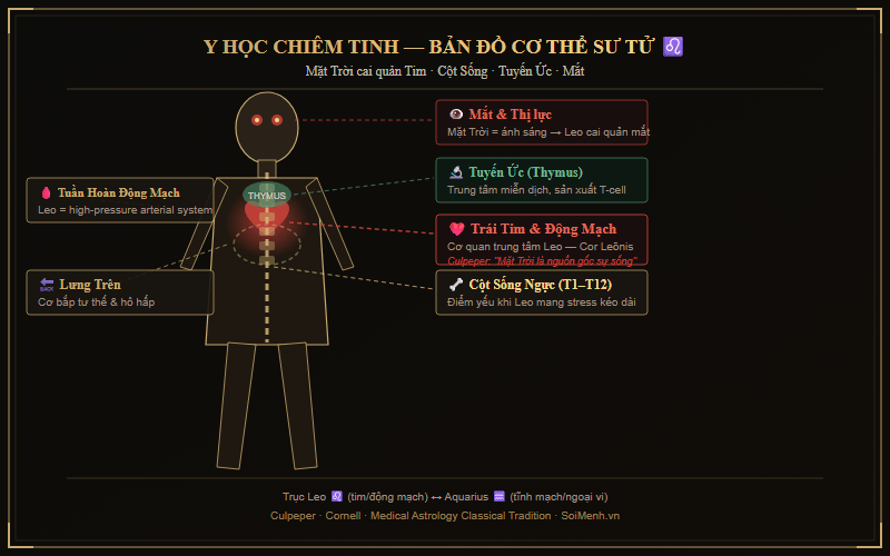 Bản đồ y học chiêm tinh Sư Tử — tim, cột sống, lưng trên, tuyến ức, mắt